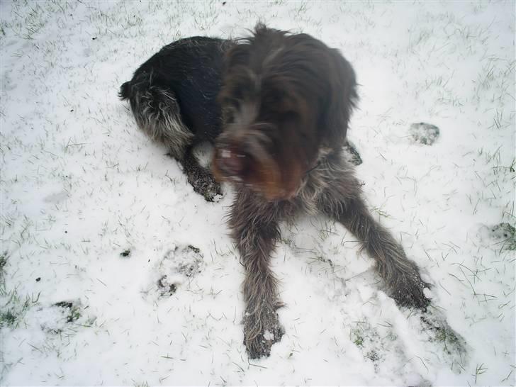 Ruhåret hønsehund Kila himmelhund billede 14