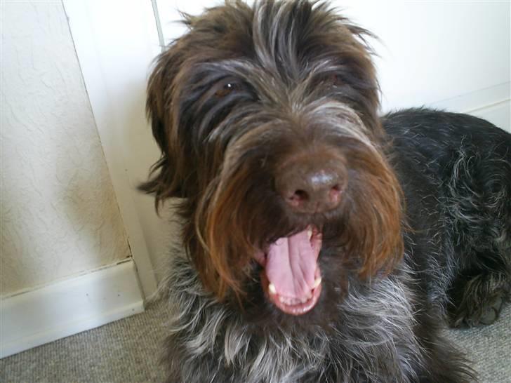 Ruhåret hønsehund Kila himmelhund billede 15