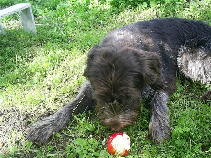 Ruhåret hønsehund Kila himmelhund billede 16
