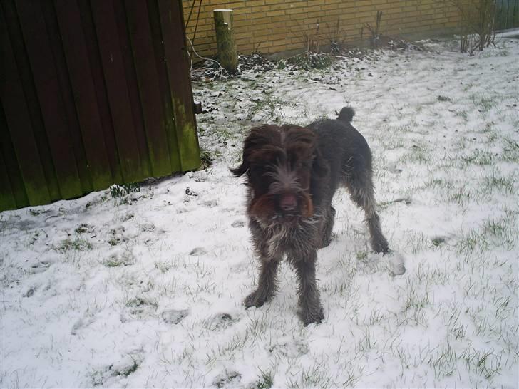 Ruhåret hønsehund Kila himmelhund billede 17