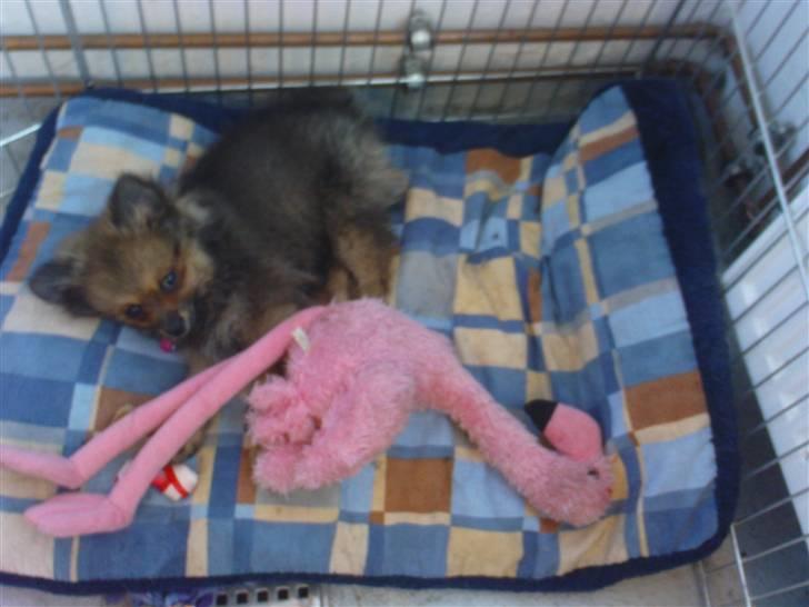 Pomeranian Amy billede 4