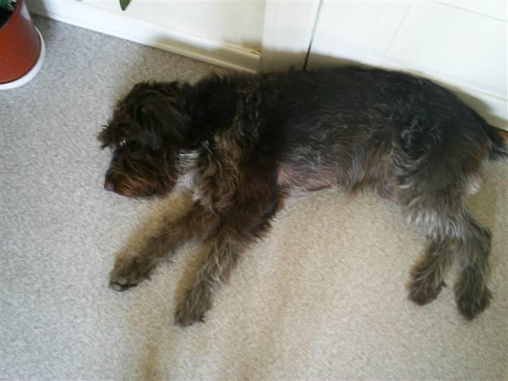 Ruhåret hønsehund Kila himmelhund billede 18