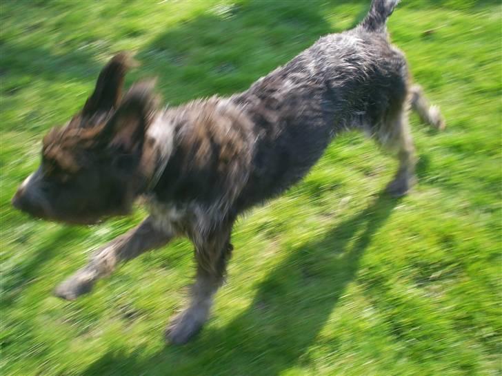 Ruhåret hønsehund Kila himmelhund billede 19