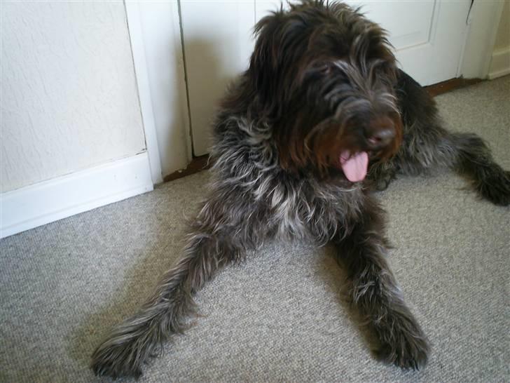 Ruhåret hønsehund Kila himmelhund billede 20