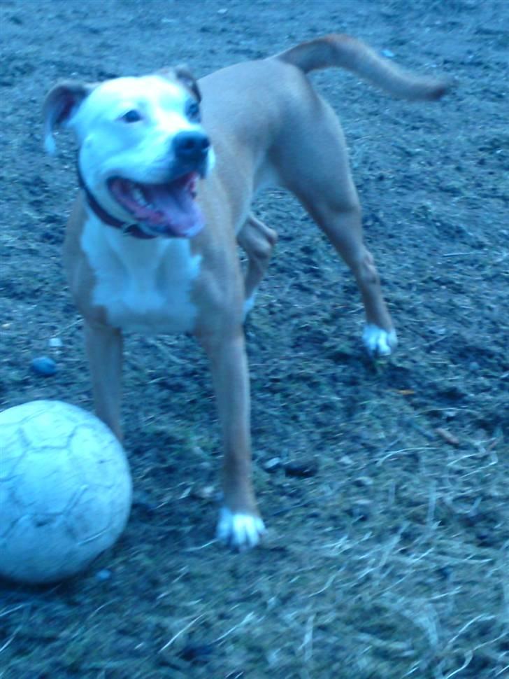 Blanding af racer Bine billede 18