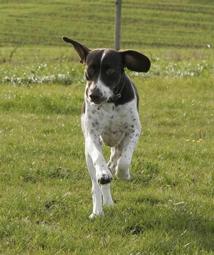Gammel dansk hønsehund Fifi - 22-10-08 Foto: mig billede 2
