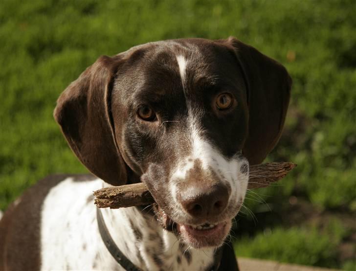Gammel dansk hønsehund Fifi - 14-10-08 Foto: mig billede 3