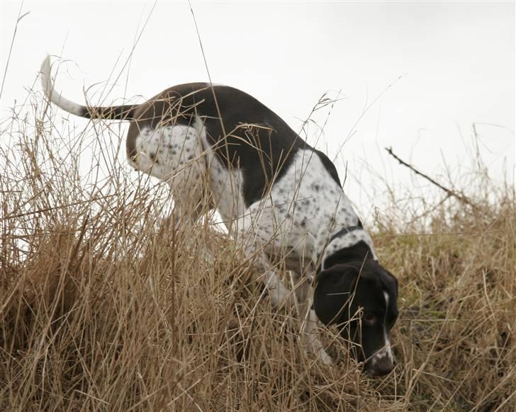 Gammel dansk hønsehund Fifi - 21-02-09 Foto: mig billede 4