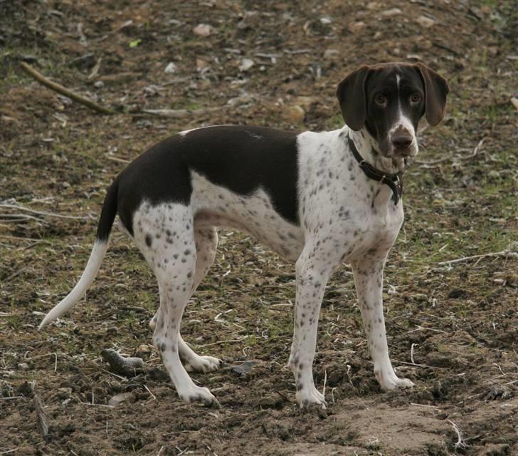 Gammel dansk hønsehund Fifi - 30-12-08 Foto: mig billede 5