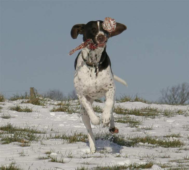 Gammel dansk hønsehund Fifi - 14-02-09 Foto: mig billede 6