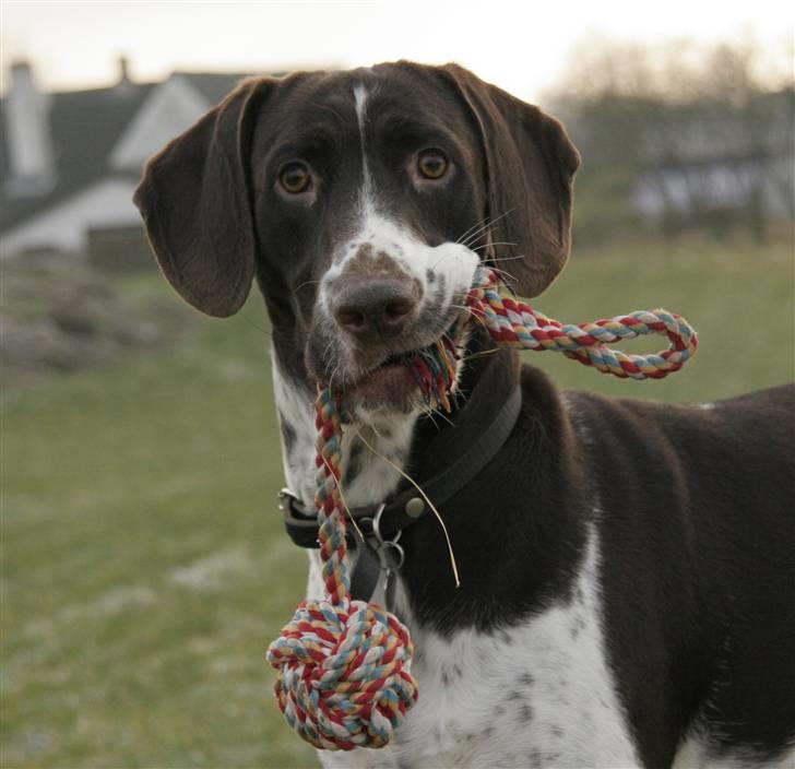 Gammel dansk hønsehund Fifi - 30-12-08 Foto: mig billede 7