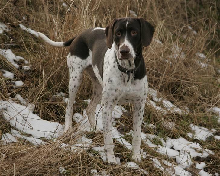 Gammel dansk hønsehund Fifi - 21-02-09 Foto: mig billede 8