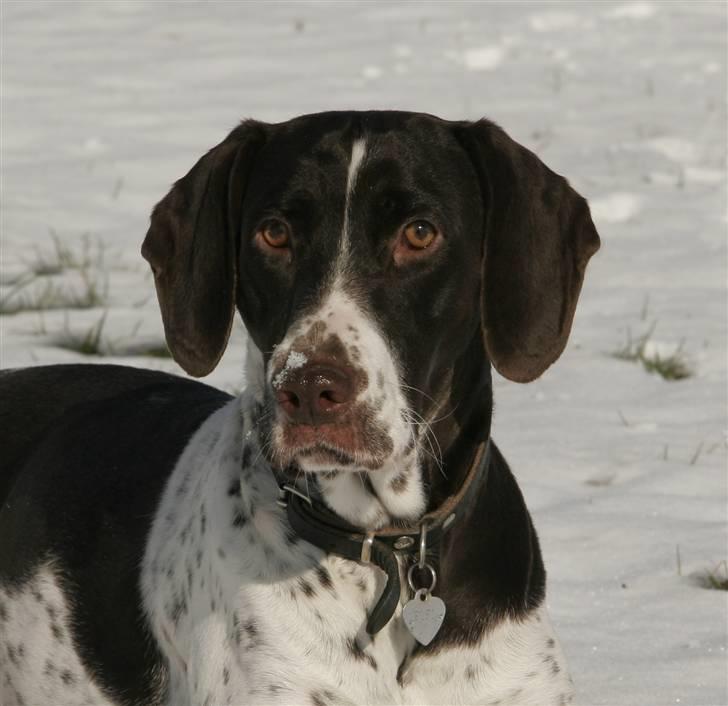 Gammel dansk hønsehund Fifi - sne på næsen :o) 14-02-09 Foto: mig billede 10