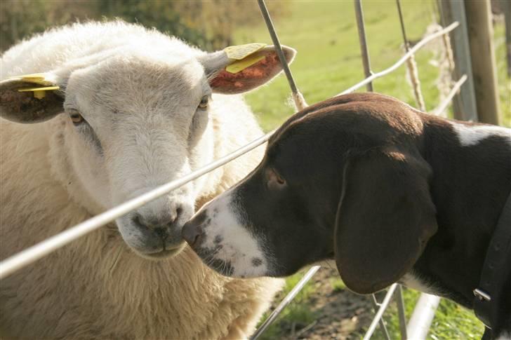 Gammel dansk hønsehund Fifi - 22-10-08 Foto: mig billede 11