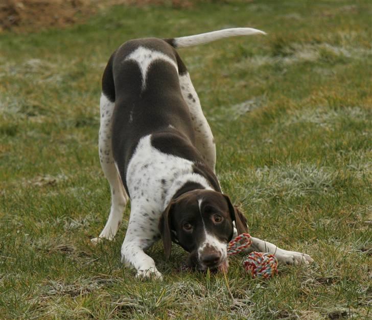 Gammel dansk hønsehund Fifi - 30-12-08 Foto: mig billede 12