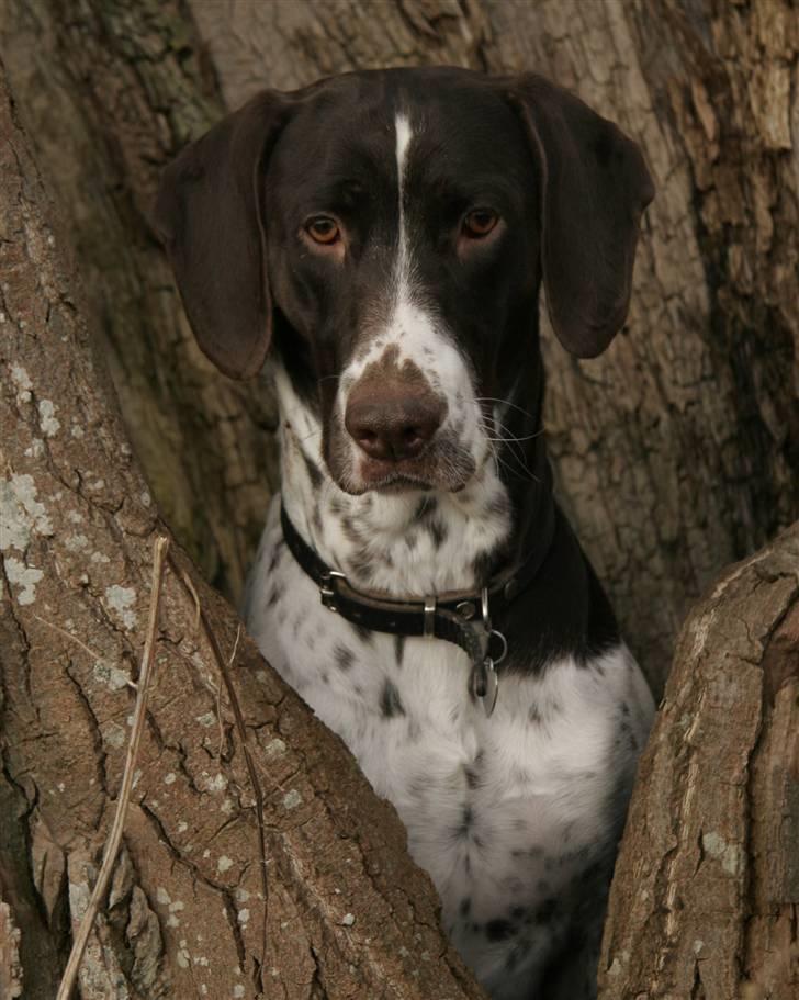 Gammel dansk hønsehund Fifi - 21-02-09 Foto: mig billede 13