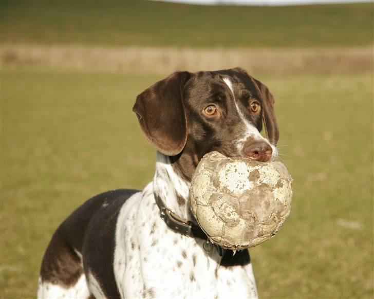Gammel dansk hønsehund Fifi - 11-03-09 Foto: mig billede 14