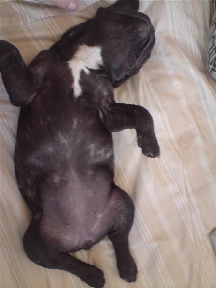 Fransk bulldog DIva billede 1