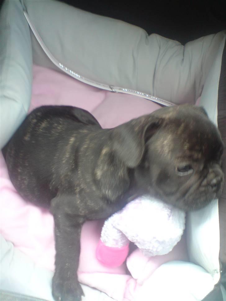 Fransk bulldog DIva billede 2