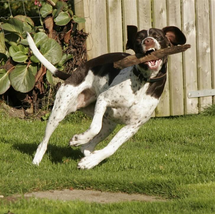 Gammel dansk hønsehund Fifi - 14-10-08 Foto: mig billede 15