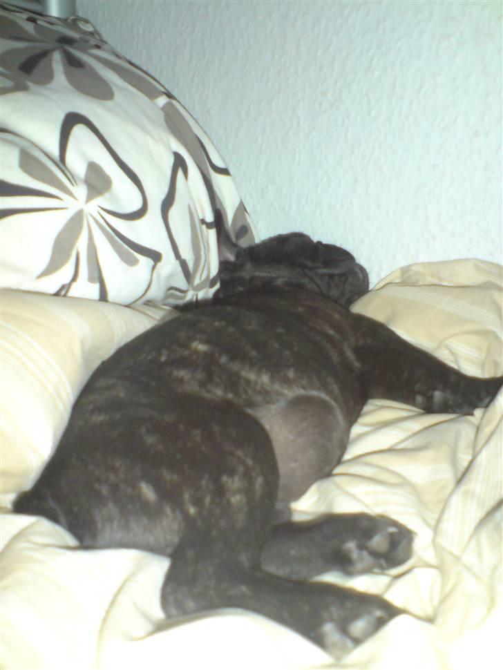 Fransk bulldog DIva billede 3