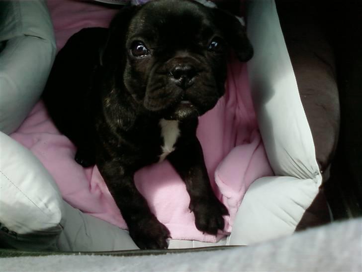 Fransk bulldog DIva billede 4
