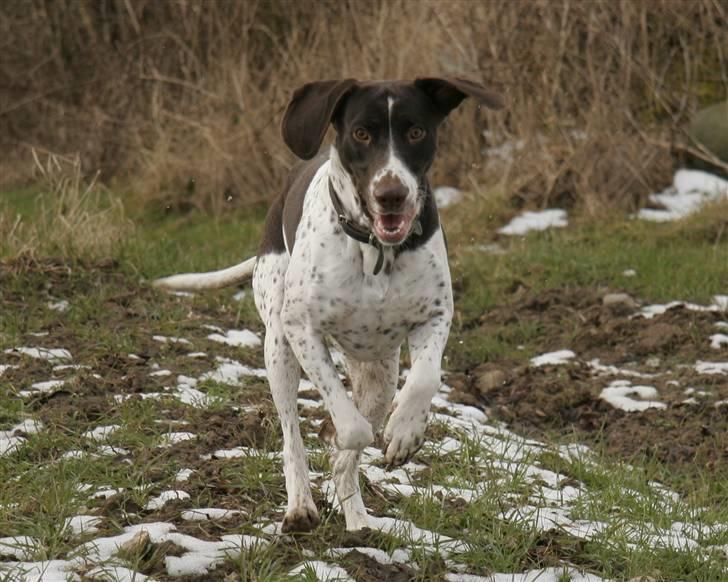 Gammel dansk hønsehund Fifi - 21-02-09 Foto: mig billede 16