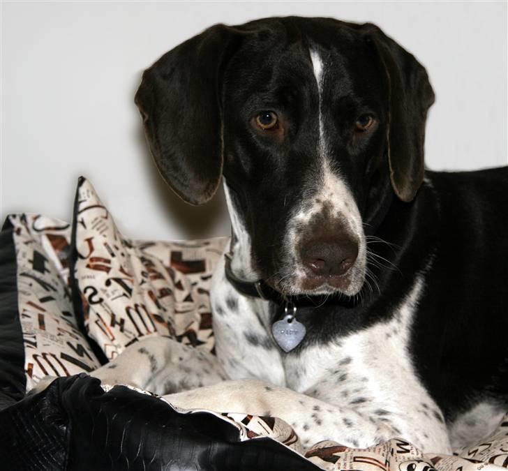 Gammel dansk hønsehund Fifi - Modelbillede 27-09-08 Foto: mig billede 17