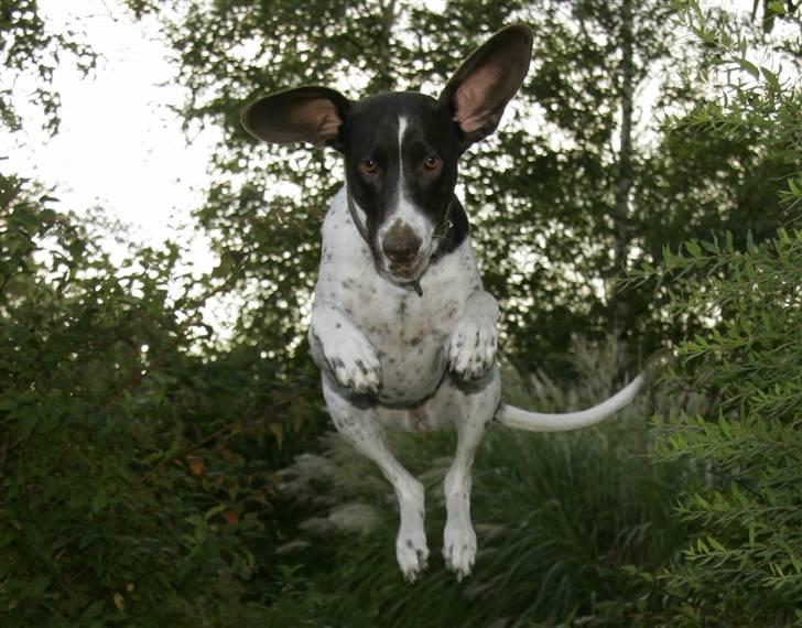 Gammel dansk hønsehund Fifi - Fifi springer 17-09-08 Foto: mig billede 18