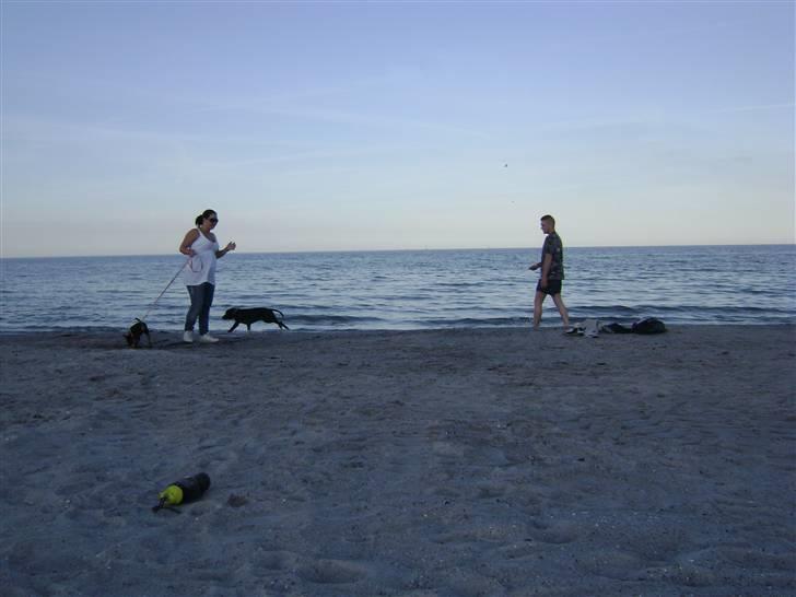 Dvaergpinscher Tulle. billede 12