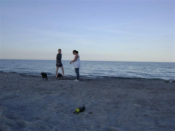 Dvaergpinscher Tulle. billede 13