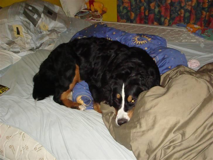 Berner sennenhund Sabelle - *SUK* Det er hårdt at være hund.. billede 14