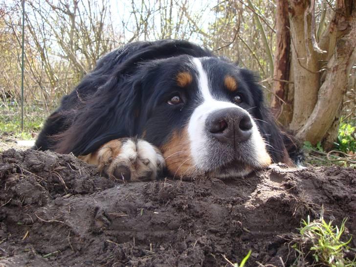 Berner sennenhund Sabelle - Et af mine yndlingsbilleder af hende. I øvrigt også min skrivebordsbaggrund. billede 15