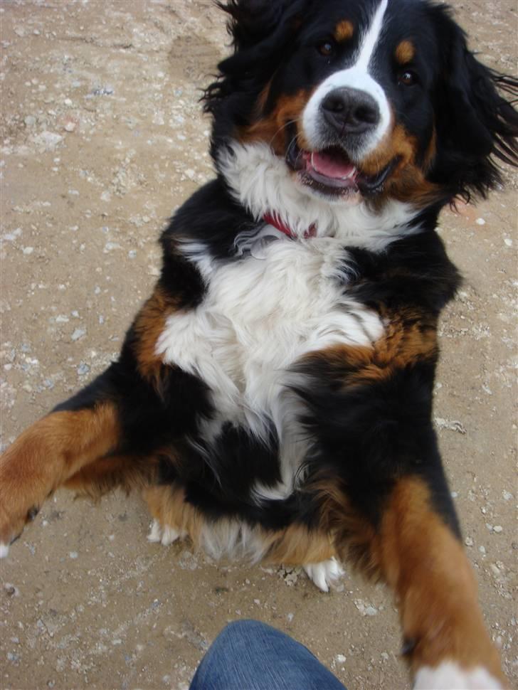 Berner sennenhund Sabelle - Op! billede 17