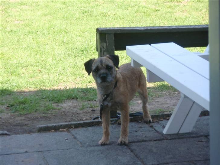 Border terrier Lutra's Victory ( Vicks ) - Agility kursus i Ribe - Vicks venter på mig i skyggen billede 14