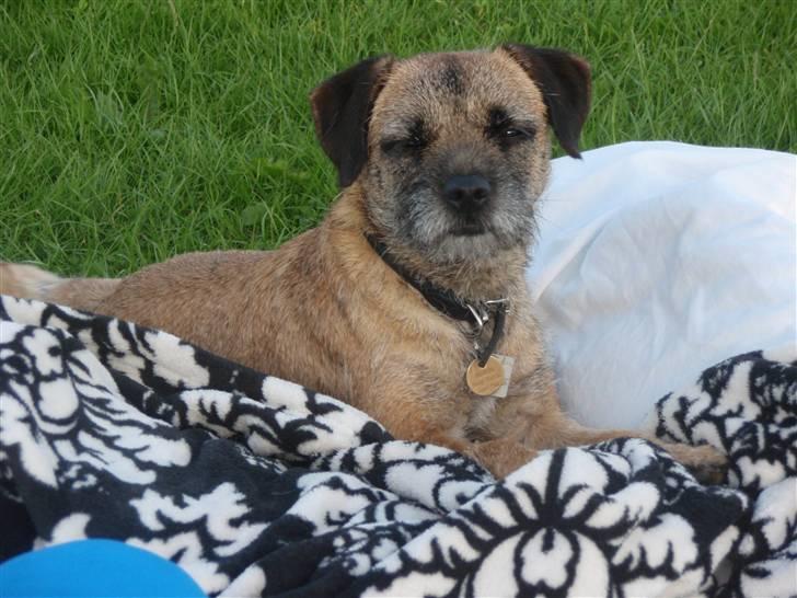 Border terrier Lutra's Victory ( Vicks ) - Agility kursus i Ribe - en meget træt hund har fundet dynen billede 15