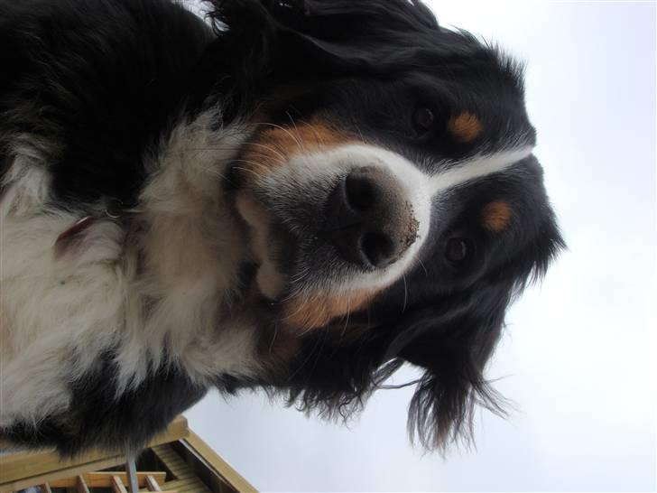 Berner sennenhund Sabelle - Hvad laver du der nede? billede 19