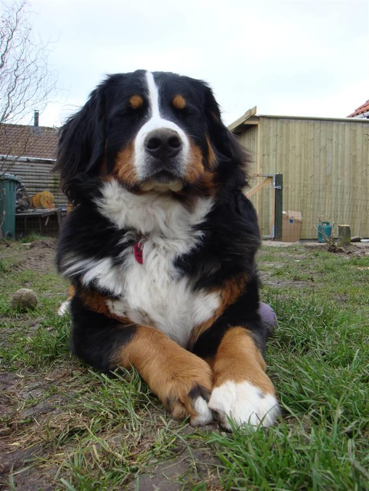 Berner sennenhund Sabelle - Den skønne Sabelle. billede 20