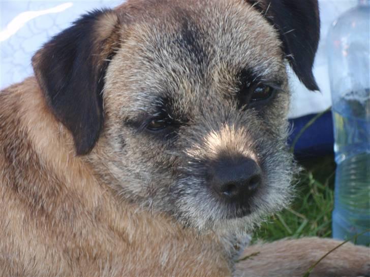 Border terrier Lutra's Victory ( Vicks ) - Agility kursus i Ribe - Vicks i pausen mellem løbene billede 16