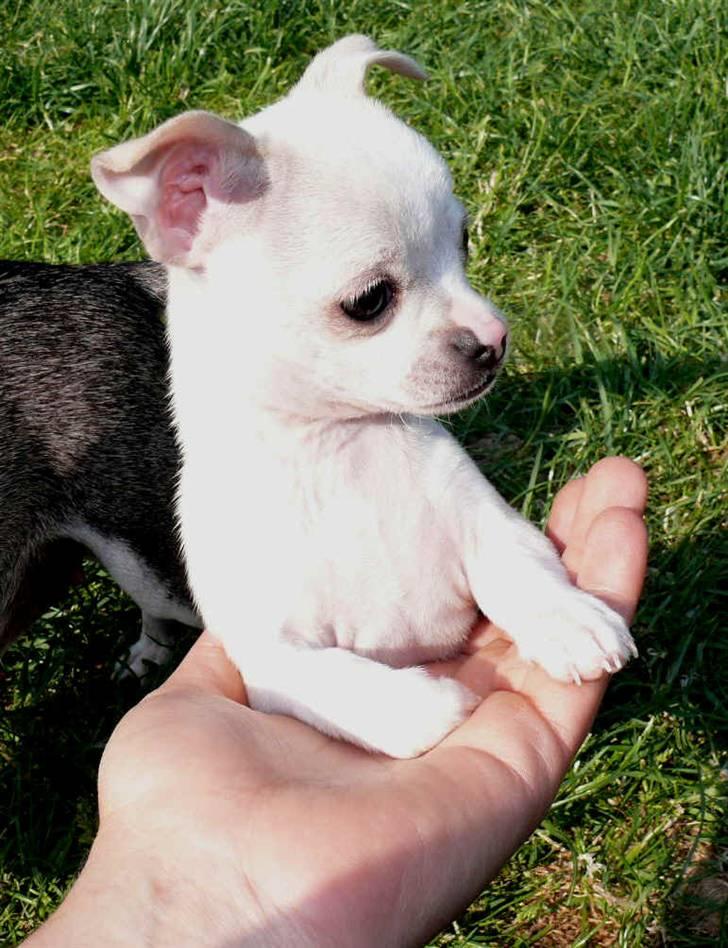 Chihuahua Luigi - Nysgerrig og oppe på mærkerne som altid. billede 1