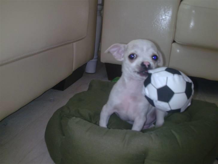 Chihuahua Luigi - Uh den er godt nok tung. billede 2