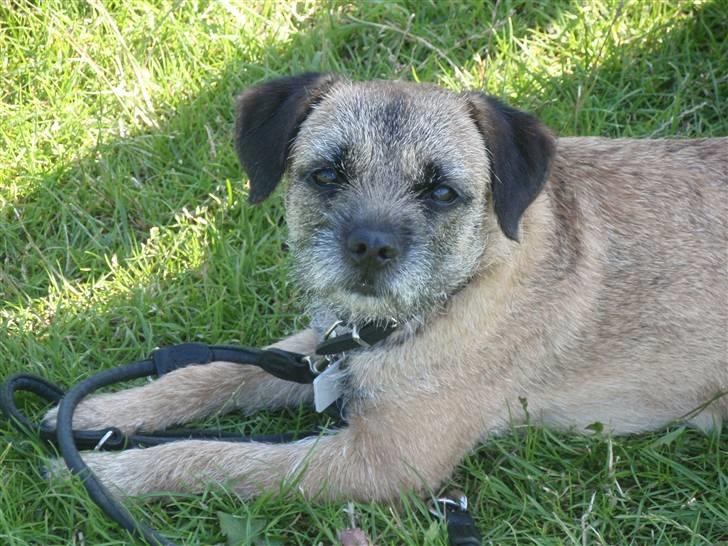 Border terrier Lutra's Victory ( Vicks ) - Agility kursus i Ribe - Vicks i pausen mellem løbene billede 17