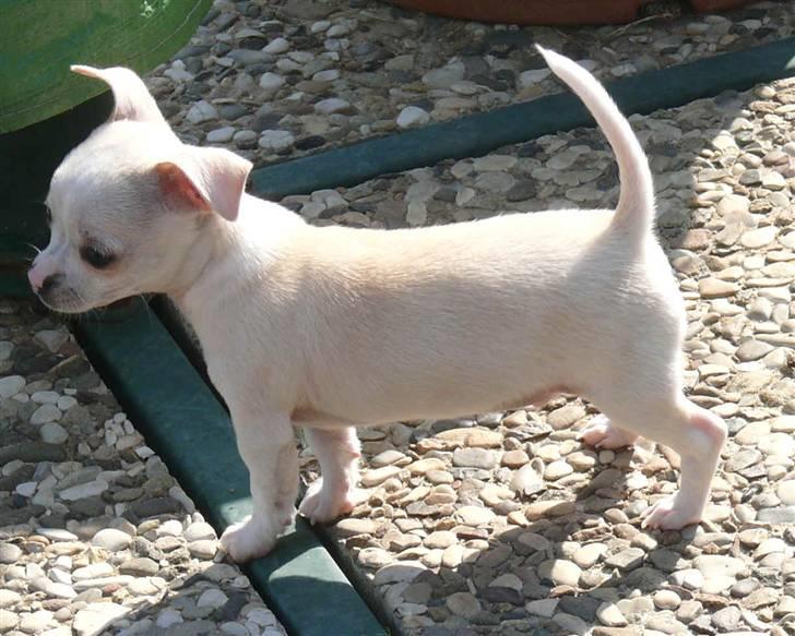 Chihuahua Luigi billede 3