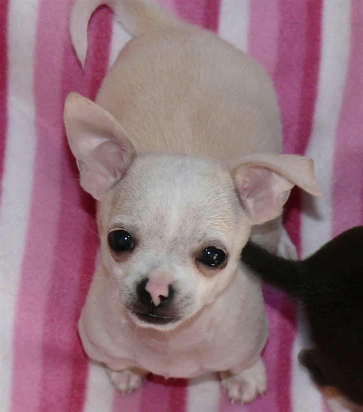 Chihuahua Luigi - Hva sagde du?! billede 4