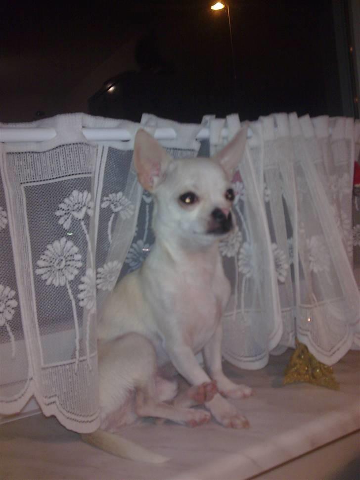 Chihuahua Luigi - Yndlingspladsen i mormors vindue :) billede 5