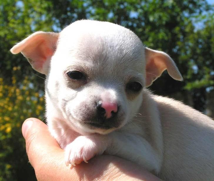 Chihuahua Luigi - Kan bare se så uskyldig ud. billede 6