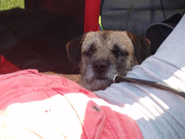 Border terrier Lutra's Victory ( Vicks ) - Agility kursus i Ribe - en meget træt hund hygger sig med Nathalie mens jeg løber med sheltien Tazz billede 18