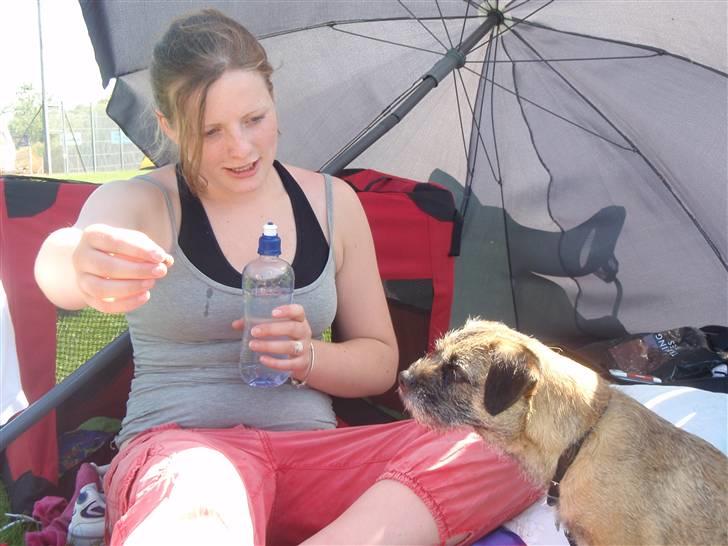 Border terrier Lutra's Victory ( Vicks ) - Agility kursus i Ribe - en meget træt hund hygger sig med Nathalie mens jeg løber med sheltien Tazz billede 19