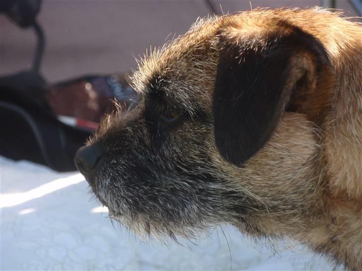 Border terrier Lutra's Victory ( Vicks ) - Agility kursus i Ribe billede 20