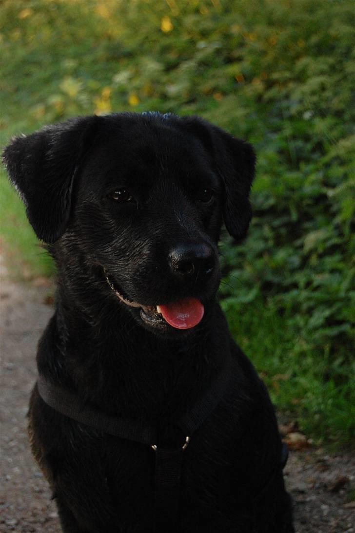 Blanding af racer Zigga - Dejligt med en tur om søen! :-) billede 1